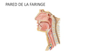 PARED DE LA FARINGE
 