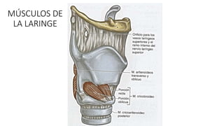 MÚSCULOS DE
LA LARINGE
 