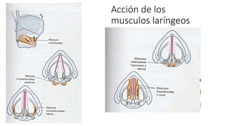 Acción de los
musculos laríngeos
 