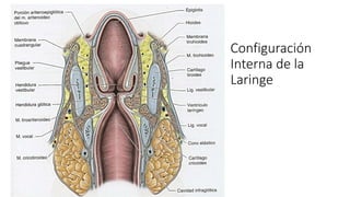 Configuración
Interna de la
Laringe
 