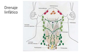 Drenaje
linfático
 