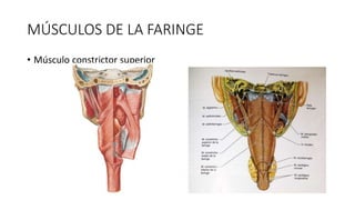 MÚSCULOS DE LA FARINGE
• Músculo constrictor superior
 