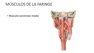 MÚSCULOS DE LA FARINGE
• Músculo constrictor medio
 