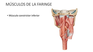 MÚSCULOS DE LA FARINGE
• Músculo constrictor inferior
 