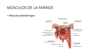 MÚSCULOS DE LA FARINGE
• Músculo palatofaríngeo
 