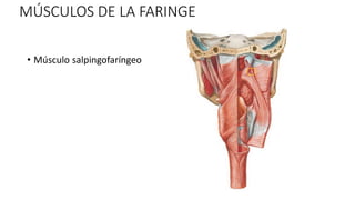 MÚSCULOS DE LA FARINGE
• Músculo salpingofaríngeo
 