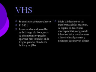 VHS
   Se transmite contacto directo       inicia la infección en las
   PI 2-12 d                            membranas de las mucosas,
                                         se replica en las células
   Las vesículas se desarrollan
                                         mucoepitelilales originando
    en la faringe y la boca, estas
                                         infección lítica y se disemina
    se abren pronto y pueden
                                         a las células adyacentes y
    aparecer mas vesículas en la
                                         neuronas que inervan el sitio
    lengua, paladar blando los
    labios y mejillas
 