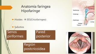 Anatomía faríngea
Hipofaringe
 Hioides  EES(Cricofaringeo)
 Subsitios
Senos
piriformes
Pared
posterior
Región
postcricoidea
 