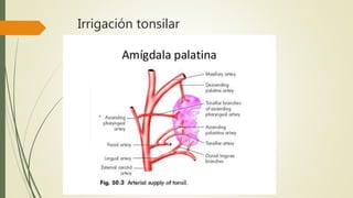 Irrigación tonsilar
 