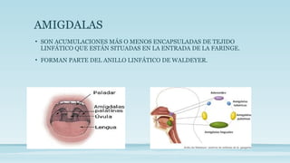 AMIGDALAS
• SON ACUMULACIONES MÁS O MENOS ENCAPSULADAS DE TEJIDO
LINFÁTICO QUE ESTÁN SITUADAS EN LA ENTRADA DE LA FARINGE.
• FORMAN PARTE DEL ANILLO LINFÁTICO DE WALDEYER.
 