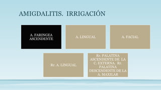 AMIGDALITIS. IRRIGACIÓN
A. FARINGEA
ASCENDENTE
A. LINGUAL A. FACIAL
Rr. A. LINGUAL
Rr. PALATINA
ASCENDENTE DE LA
C. EXTERNA. Rr.
PALATINA
DESCENDENTE DE LA
A. MAXILAR
 