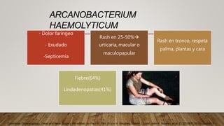 ARCANOBACTERIUM
HAEMOLYTICUM
- Dolor faríngeo
- Exudado
-Septicemia
Rash en 25-50%
urticaria, macular o
maculopapular
Rash en tronco, respeta
palma, plantas y cara
Fiebre(64%)
Lindadenopatias(41%)
Cummings Otolaryngology: Head and Neck Surgery. 6th edition, by Paul W. Flint, Bruce H. Haughey, Valerie J. Lund, John K. Niparko, et al, ELSEVIER (2015) capitulo 9
 