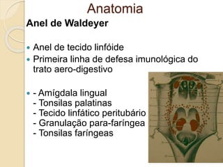 Anel de Waldeyer
 Anel de tecido linfóide
 Primeira linha de defesa imunológica do
trato aero-digestivo
 - Amígdala lingual
- Tonsilas palatinas
- Tecido linfático peritubário
- Granulação para-faríngea
- Tonsilas faríngeas
Anatomia
 