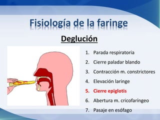 Fisiología de la faringe 
Deglución 
1. Parada respiratoria 
2. Cierre paladar blando 
3. Contracción m. constrictores 
4. Elevación laringe 
5. Cierre epiglotis 
6. Abertura m. cricofaríngeo 
7. Pasaje en esófago 
 