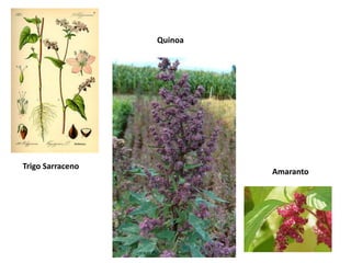 Trigo Sarraceno
Amaranto
Quinoa
 