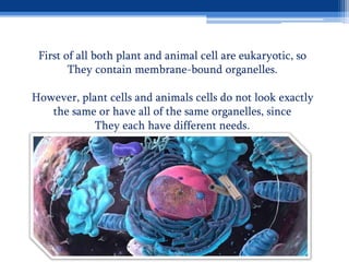 First of all both plant and animal cell are eukaryotic, so
They contain membrane-bound organelles.
However, plant cells and animals cells do not look exactly
the same or have all of the same organelles, since
.
They each have different needs
 