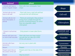 plant
Animal
Plant cells have rectangular, fixed
shape.
Animal cells have a
round, irregular shape.
Plant cells have a rigid cell wall that
surrounds the cell membrane
Animal cells do not
have a cell wall.
Plants are autotrophs :they produce
energy from sunlight through the
process of photosynthesis, for which
they use organelles called
chloroplasts
Animal cells do not
have chloroplast, in
animal
Only present in lower plant forms
Present in all animal
cells
Plant cells have one large central
vacuole that can take up to 90%
Of the cell volume.
Animal cells have one
or more small vacuoles.
Are very rare in plant cells.
Animals cells have
lysosomes.
Present
Absent
Present and it lies on the side of the
cell
Present and it lies at
the center of the cell
May be present
Absent
Shape
Cell wall
Chloroplasts
Centriole and
centrosome
Vacuoles
Lysosomes
Plastids
Nucleus place
Glyoxysomes
 