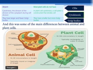 Most plant cells do not have
Absent
In plant cell cytokinesis, a cell plate is
constructed that divides cell
Cytokinesis, the division of the
division of the cytoplasm during cell
division
They have smaller but more Golgi
bodies
They have larger and fewer Golgi
bodies
And this was some of the main differences between animal and
plant cells.
Cilia
Cytokinesis
Golgi bodies
 
