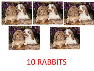 10 RABBITS 