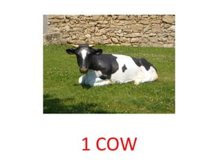 1 COW 