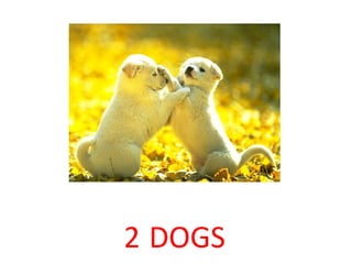 2   DOGS 