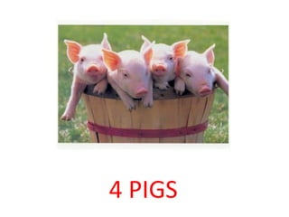 4 PIGS 