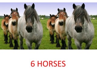 6 HORSES 