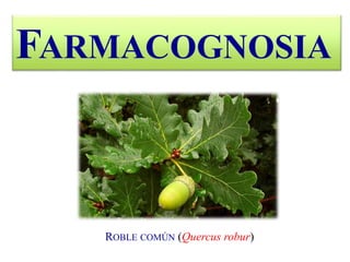 FARMACOGNOSIA
ROBLE COMÚN (Quercus robur)
 