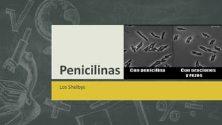 Penicilinas
Los Shelbys
 