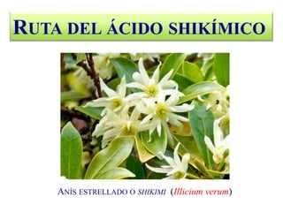RUTA DEL ÁCIDO SHIKÍMICO
ANÍS ESTRELLADO O SHIKIMI (Illicium verum)
 