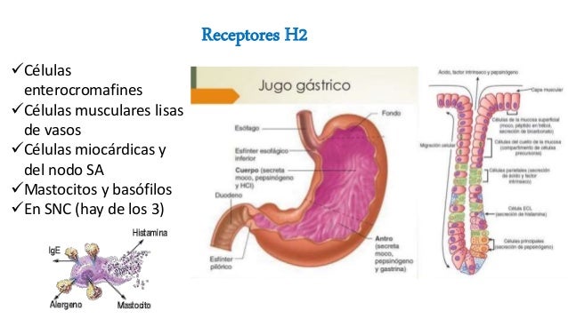bloqueadores de receptor histaminérgico h2