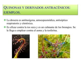  La drosera es antitusígena, antoespasmódica, antiséptico
respiratorio y citotóxica.
 Es eficaz contra la tos seca y es un calmante de los bronqios. Se
le llega a emplear contra el asma y la tosferina.
QUINONAS Y DERIVADOS ANTRACÉNICOS:
EJEMPLOS.
 