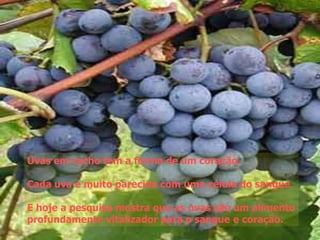 Uvas em cacho tem a forma de um coração.

Cada uva é muito parecida com uma célula do sangue

E hoje a pesquisa mostra que as uvas são um alimento
profundamente vitalizador para o sangue e coração.
 