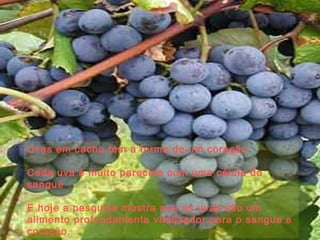 Uvas em cacho tem a forma de um coração.

Cada uva é muito parecida com uma célula do
sangue

E hoje a pesquisa mostra que as uvas são um
alimento profundamente vitalizador para o sangue e
coração.
 