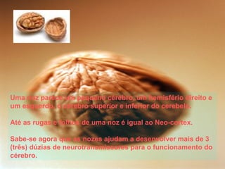 Uma noz parece um pequeno cérebro, um hemisfério direito e
um esquerdo, o cérebro superior e inferior do cerebelo.

Até as rugas e folhos de uma noz é igual ao Neo-cortex.

Sabe-se agora que as nozes ajudam a desenvolver mais de 3
(três) dúzias de neurotransmissores para o funcionamento do
cérebro.
 