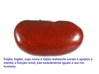 Feijão, Inglês, cujo nome é feijão realmente curam e ajudam a
manter a função renal, são exactamente iguais a um rim
humano.
 