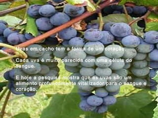 Uvas em cacho tem a forma de um coração.
Cada uva é muito parecida com uma célula do
sangue
E hoje a pesquisa mostra que as uvas são um
alimento profundamente vitalizador para o sangue e
coração.
 