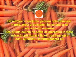 Un morcov în secţiune pare un ochi omenesc.
   Pupila, irisul şi celelalte linii se văd la fel
           cu ale ochiului omenesc...
Da, ştiinţa acuma ne arată,că morcovul în mare
   măsură optimizează fluxul de sânge spre
       ochi, ajutându-l la funcţionarea lui.
 