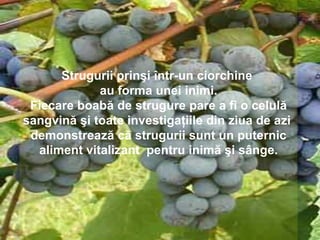 Strugurii prinşi într-un ciorchine
             au forma unei inimi.
 Fiecare boabă de strugure pare a fi o celulă
sangvină şi toate investigaţiile din ziua de azi
 demonstrează că strugurii sunt un puternic
  aliment vitalizant pentru inimă şi sânge.
 