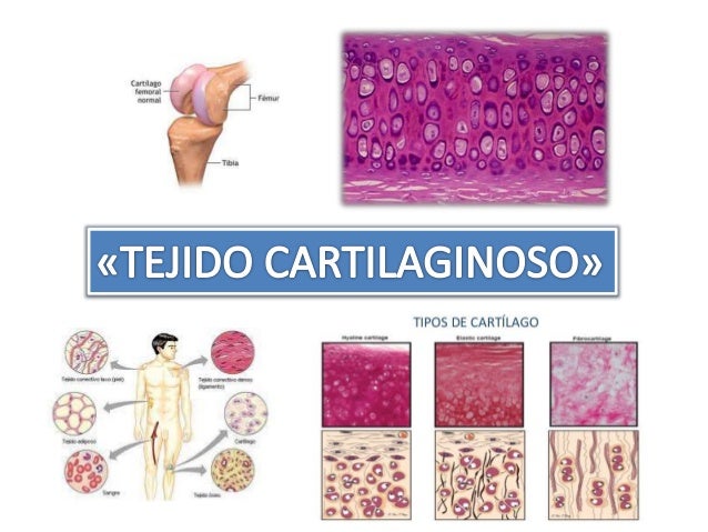 Resultado de imagen para tejido cartilaginoso