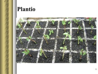 Plantio




          11
 
