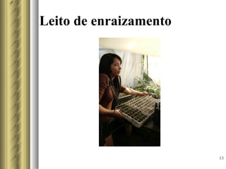 Leito de enraizamento




                        13
 