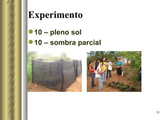 Experimento
 10 – pleno sol
 10 – sombra parcial




                        18
 