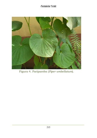 Farmácia Verde
215
Figura 4. Pariparoba (Piper umbellatum).
 