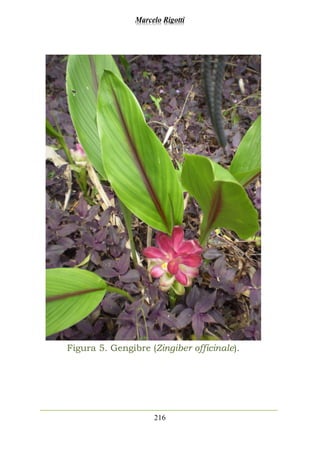 Marcelo Rigotti
216
Figura 5. Gengibre (Zingiber officinale).
 