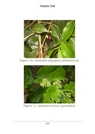 Farmácia Verde
219
Figura 10. Jambolão (Syzigium jambolanum).
Figura 11. Insulina (Cissus cyssioides).
 
