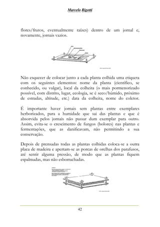 Marcelo Rigotti
42
flores/frutos, eventualmente raízes) dentro de um jornal e,
novamente, jornais vazios.
Não esquecer de colocar junto a cada planta colhida uma etiqueta
com os seguintes elementos: nome da planta (científico, se
conhecido, ou vulgar), local da colheita (o mais pormenorizado
possível, com distrito, lugar, ecologia, se é seco/húmido, próximo
de estradas, altitude, etc.) data da colheita, nome do coletor.
É importante haver jornais sem plantas entre exemplares
herborizados, para a humidade que sai das plantas e que é
absorvida pelos jornais não passar dum exemplar para outro.
Assim, evita-se o crescimento de fungos (bolores) nas plantas e
fermentações, que as danificavam, não permitindo a sua
conservação.
Depois de prensadas todas as plantas colhidas coloca-se a outra
placa de madeira e apertam-se as porcas de orelhas dos parafusos,
até sentir alguma pressão, de modo que as plantas fiquem
espalmadas, mas não esborrachadas.
 