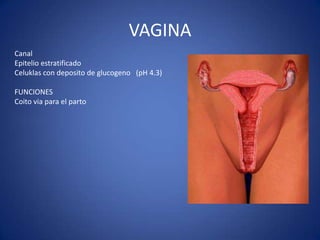 VAGINA
Canal
Epitelio estratificado
Celuklas con deposito de glucogeno (pH 4.3)
FUNCIONES
Coito via para el parto
 