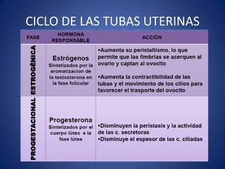CICLO DE LAS TUBAS UTERINAS
 