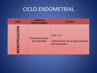 CICLO ENDOMETRIAL
 